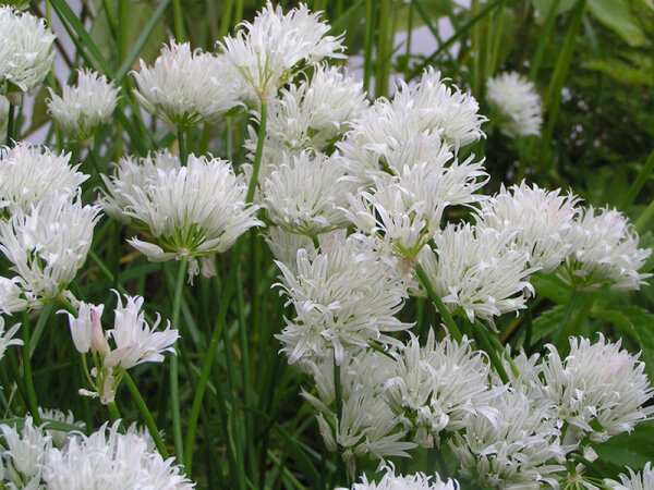 Allium schoenoprasum Corsican White