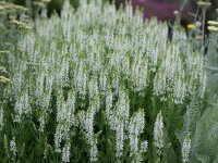 Salvia nemorosa Adrians Schneeh&uuml;gel