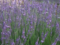Lavandula x intermedia Impress Purple (syn. Arabian Night)