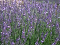 Lavandula x intermedia Impress Purple (syn. Arabian Night)