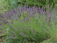 Lavandula x intermedia Impress Purple (syn. Arabian Night)