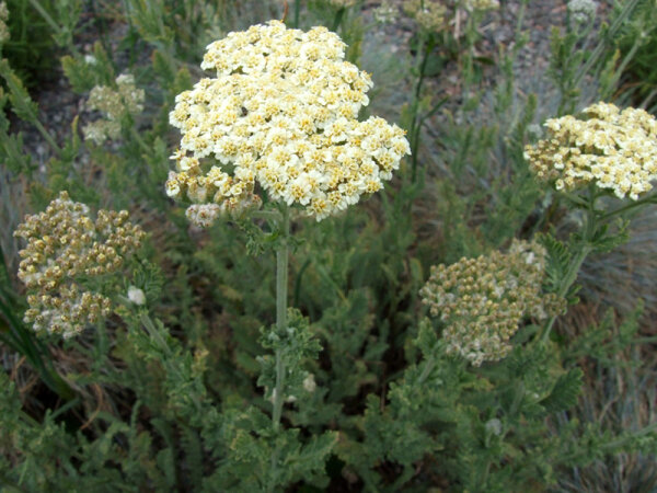 Achillea spec. Elfenbein