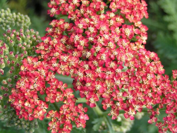 Achillea millefolium Belle Epoque