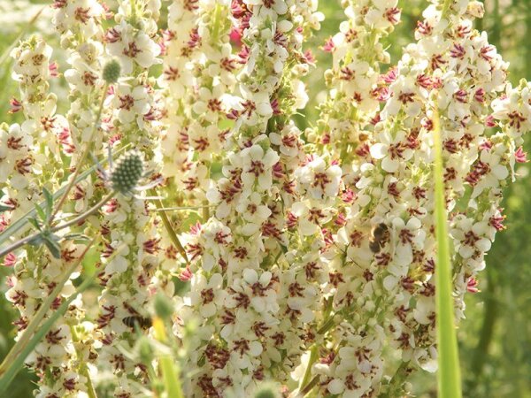 Verbascum chaixii f. album Wedding  Candles