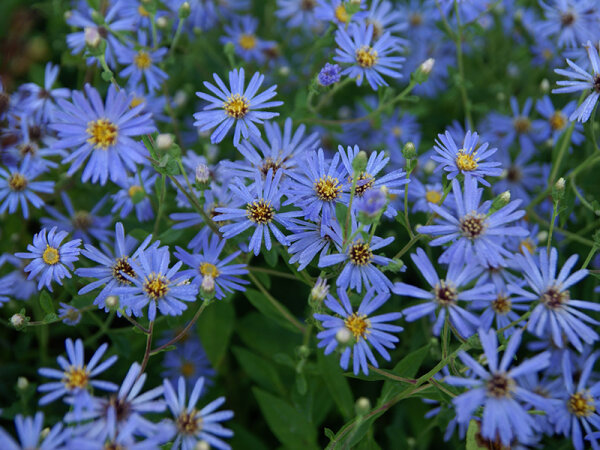 Aster (Symphyotrichum) herveyi Twilight