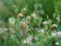 Apocynum cannabinum