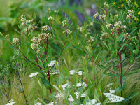 Apocynum cannabinum