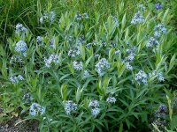 Amsonia tabernaemontana var. salicifolia