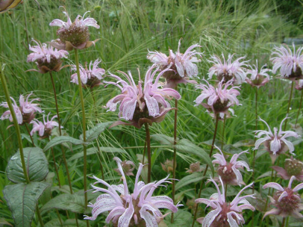 Monarda bradburiana