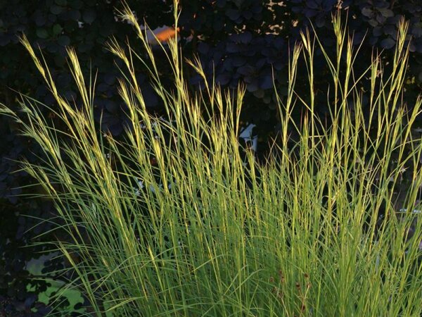 Themeda triandra var. japonica