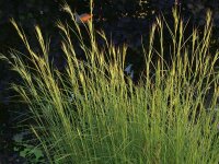 Themeda triandra var. japonica
