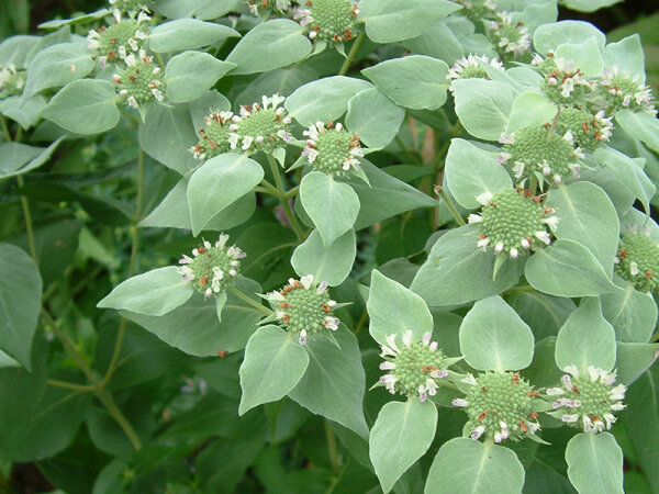 Pycnanthemum muticum