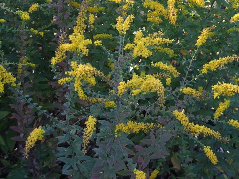 Solidago rugosa var. aspera Fireworks