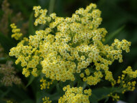 Solidago x luteus Lemore