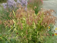 Chasmanthium latifolium