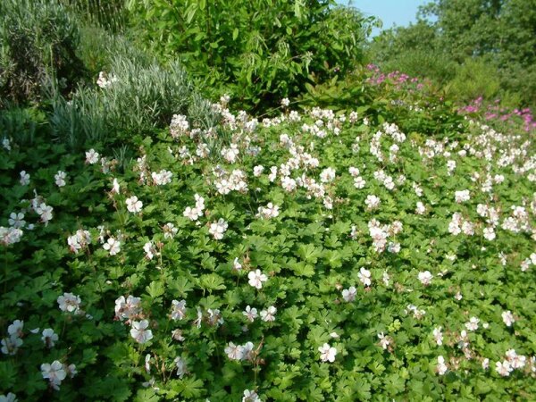 Geranium x cantabrigiense Biokovo