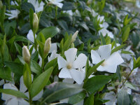 Vinca minor Alba