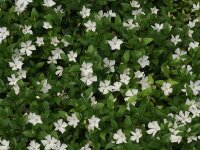 Vinca minor Alba