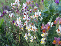 Linaria tristis (aeruginea)