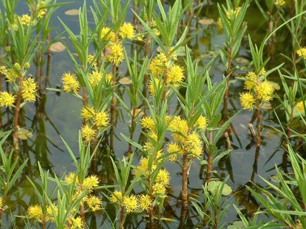 Lysimachia thyrsiflora