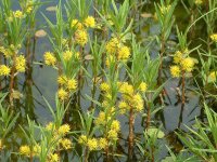 Lysimachia thyrsiflora
