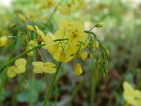 Epimedium pinnatum subsp.colchicum