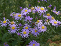 Aster amellus Dr. Otto Petscheck