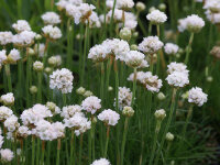 Armeria maritima Alba