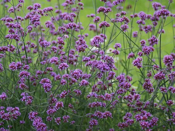 Verbena bonariensis