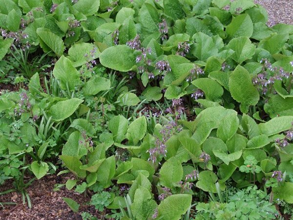 Trachystemon orientalis