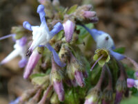 Trachystemon orientalis