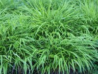 Hakonechloa macra