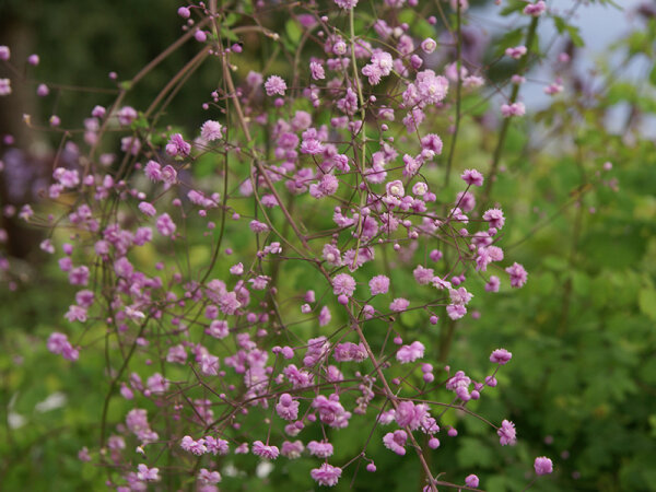 Thalictrum delavayi Hewitt`s Double