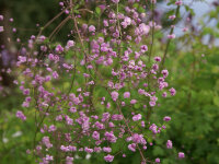 Thalictrum delavayi Hewitt`s Double