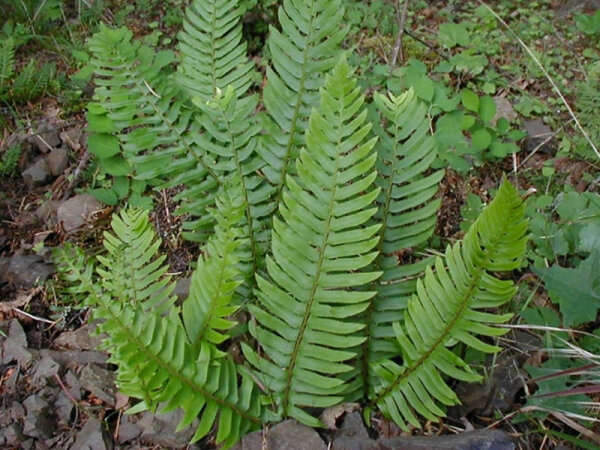 Polystichum munitum