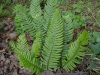 Polystichum munitum