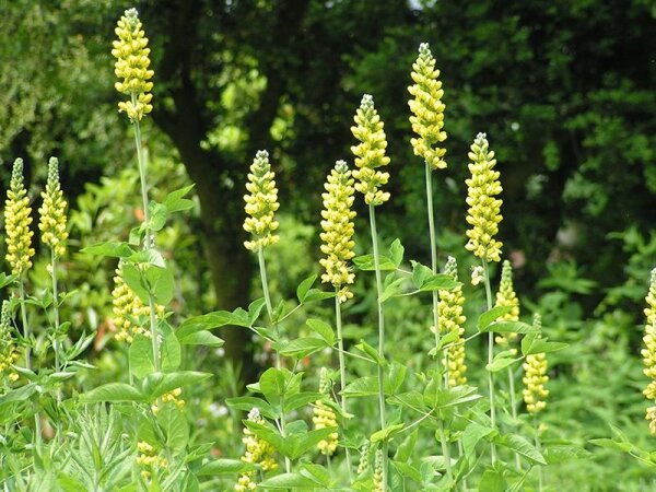 Thermopsis villosa