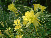 Aquilegia chrysantha Yellow Queen