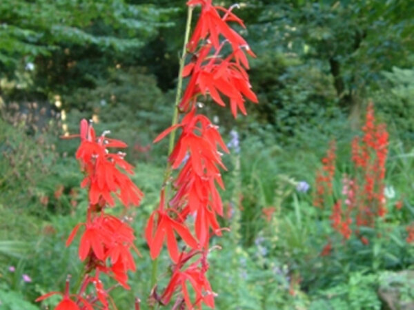 Lobelia cardinalis