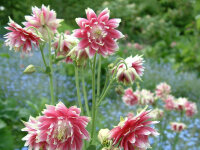 Aquilegia vulgaris var. stellata Nora Barlow