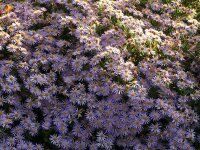 Aster ageratoides Blaukuppel