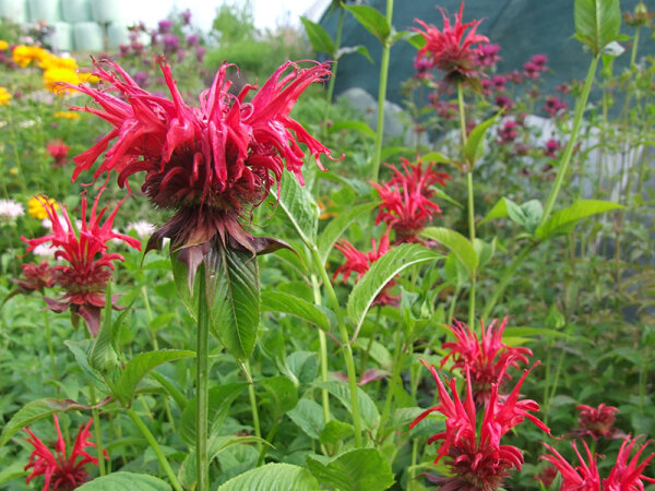 Monarda Hybr. Jacob Cline