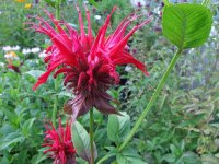 Monarda Hybr. Jacob Cline