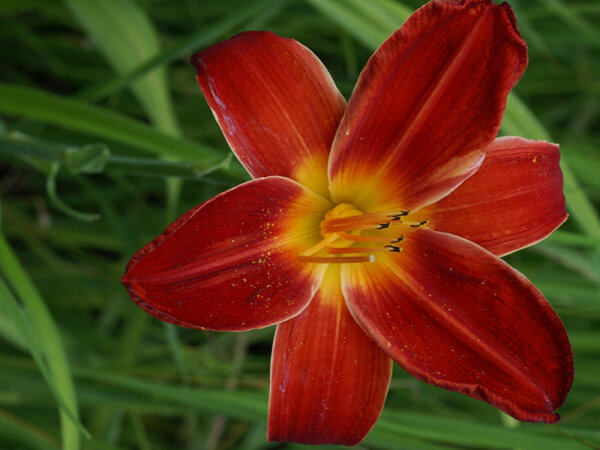 Hemerocallis Hybr. Berlin Red Velvet