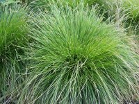 Carex bromoides