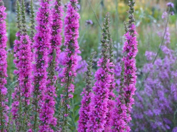 Lythrum salicaria ZiBlu