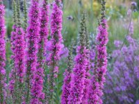 Lythrum salicaria ZiBlu