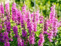 Lythrum salicaria ZiBlu