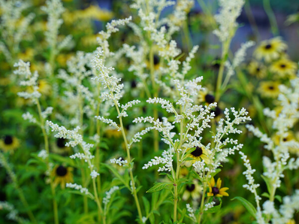 Artemisia lactiflora Elfenbein
