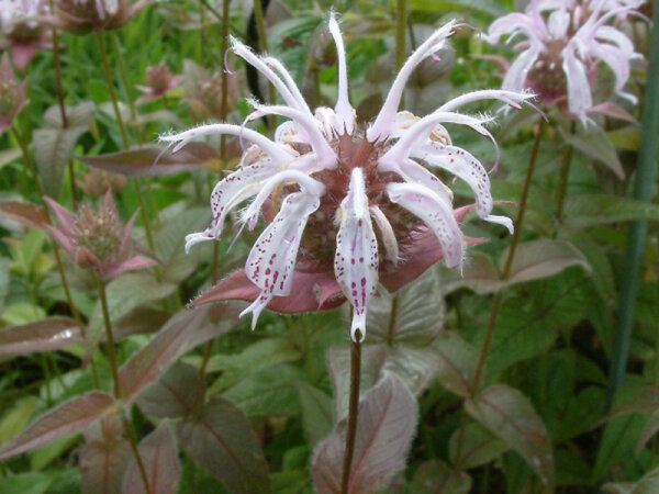 Monarda bradburiana Ozark